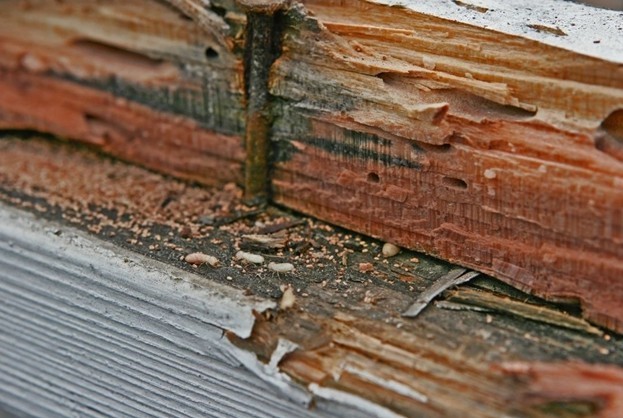 Siding Repair or Full Replacement? Here’s How We Help Homeowners Decide