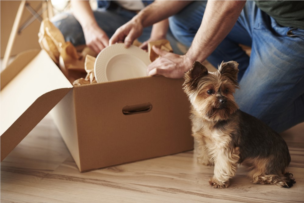 Top Tips for Moving with Pets