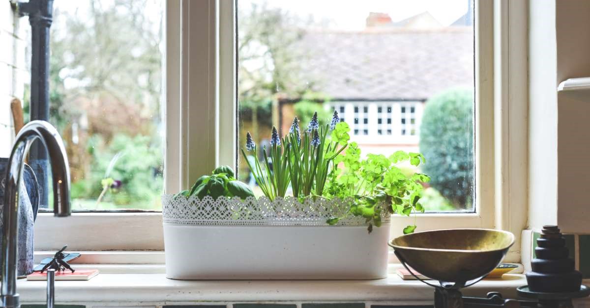 A white flower pot with a lace border full of different fresh herbs resting on the indoor ledge of a garden window.