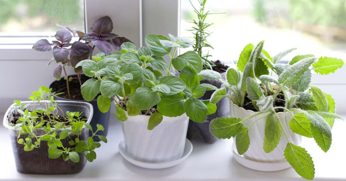 Five different herbs—some are potted, others are in plastic containers—resting on the ledge of a garden window.