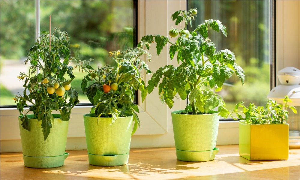 Several cherry tomato plants including one ripe tomato in pots on a wide wood shelf in front of a sunny window in a kitchen