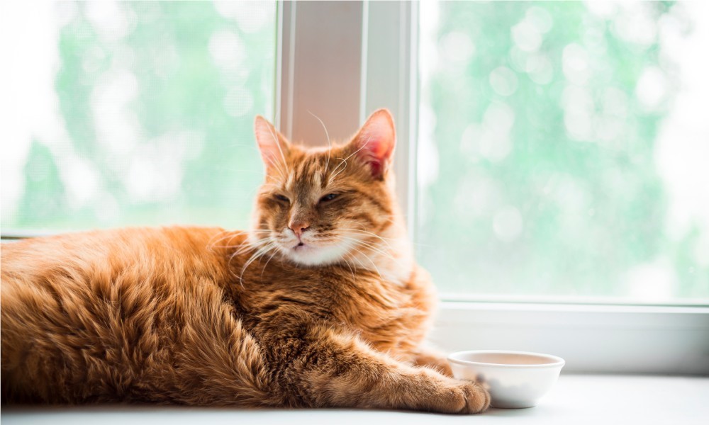 Large long-haired orange tabby cat on a sunny wide windowsill with a small white bowl between its front paws