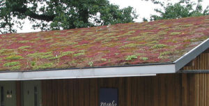 Vegetation on Roof