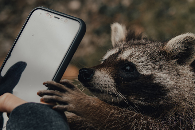 What Kind of Damage Can Texas Animals Cause to a Roof?