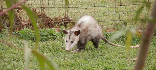 What Kind of Damage Can Texas Animals Cause to a Roof?