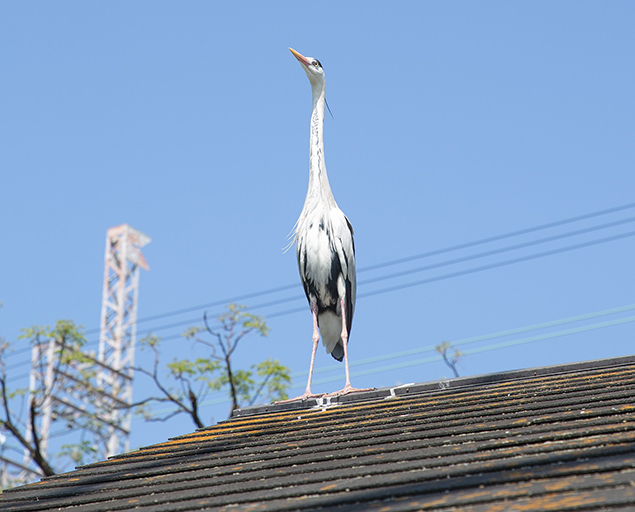 What Kind of Damage Can Texas Animals Cause to a Roof?