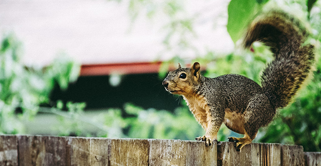 What Kind of Damage Can Texas Animals Cause to a Roof?