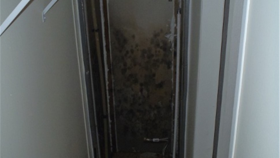 Mold Remediation Photo 1