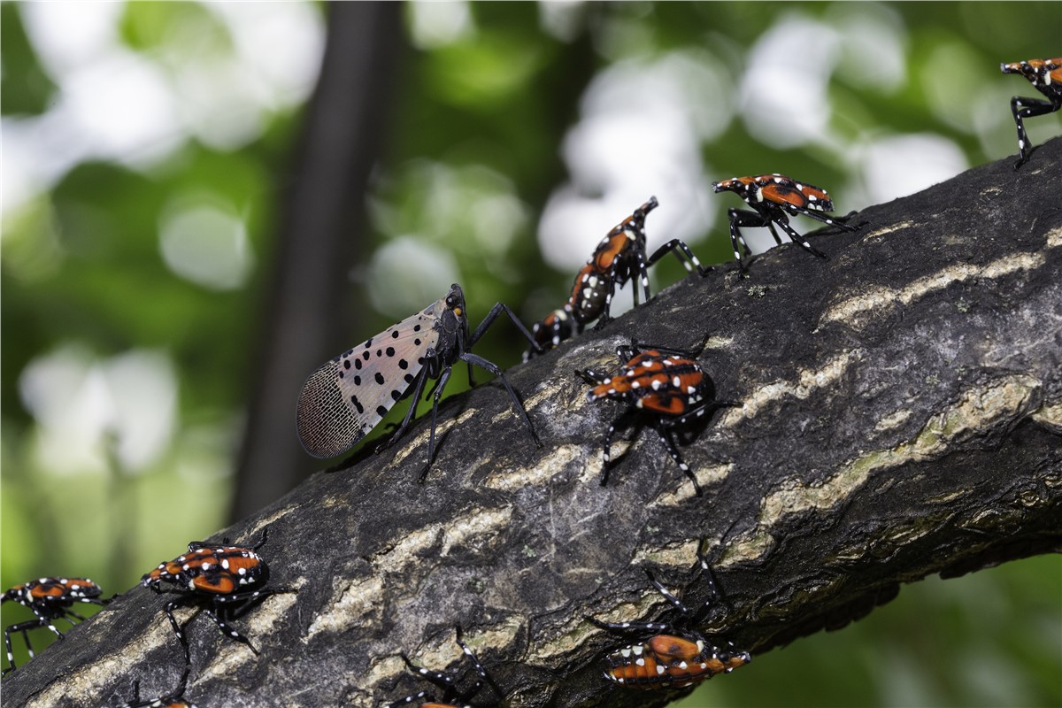 Why Checking for Pests Before a Move Matters More Than You Think