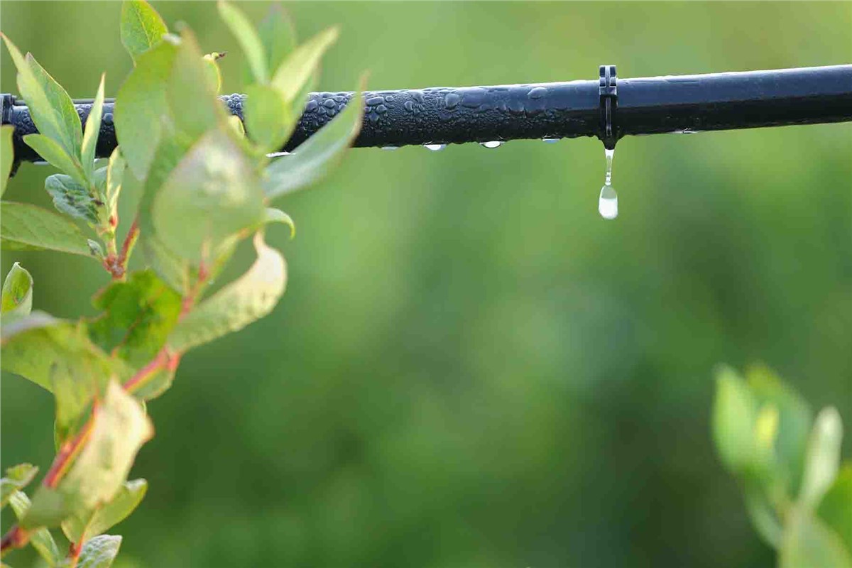 When & Where To Use Drip Irrigation