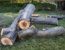Tree Trimming Photo 88