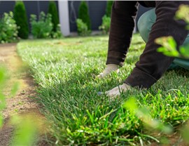 Lawn Fertilization Photo 12