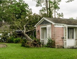 Tree Damage Photo 19