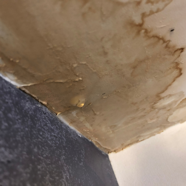 An image showing water damage to a home's siding and foundation.