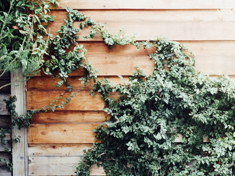 An image showing wood siding surrounded by moss. 