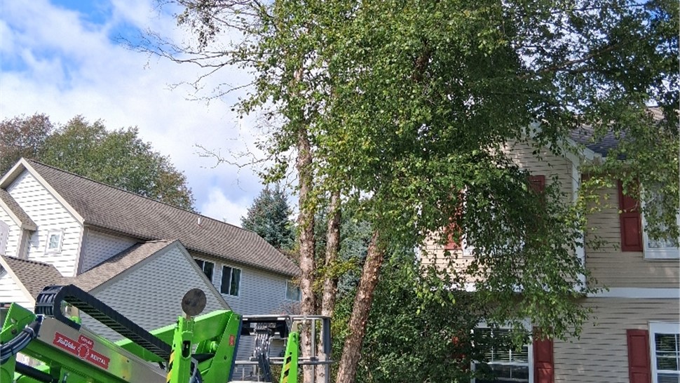 Tree Trimming Photo 2