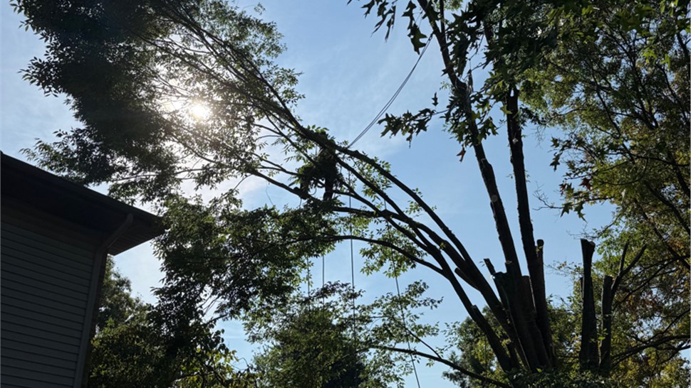 Tree Trimming Photo 88