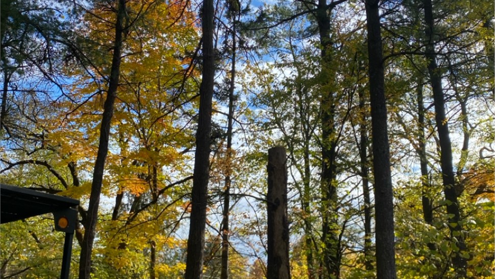 Tree Removal Photo 19