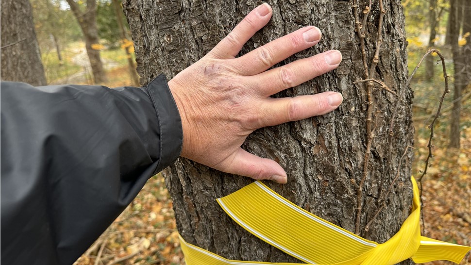 Tree Removal Photo 12