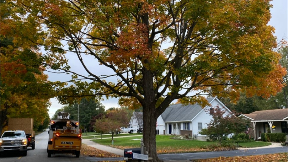Tree Removal Photo 33