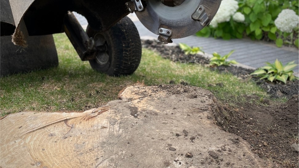 Stump Grinding Photo 92