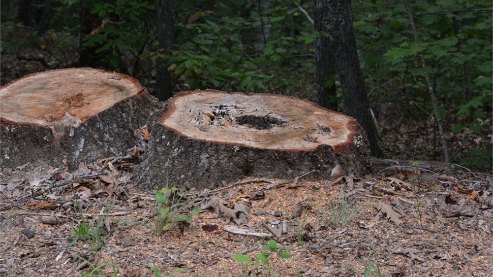 Stump Grinding Photo 69