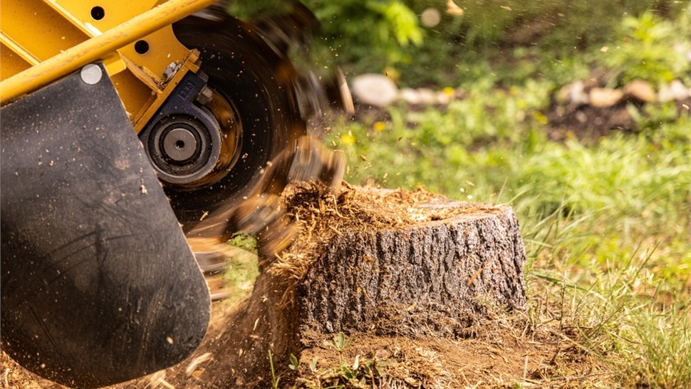 Stump Grinding Photo 34