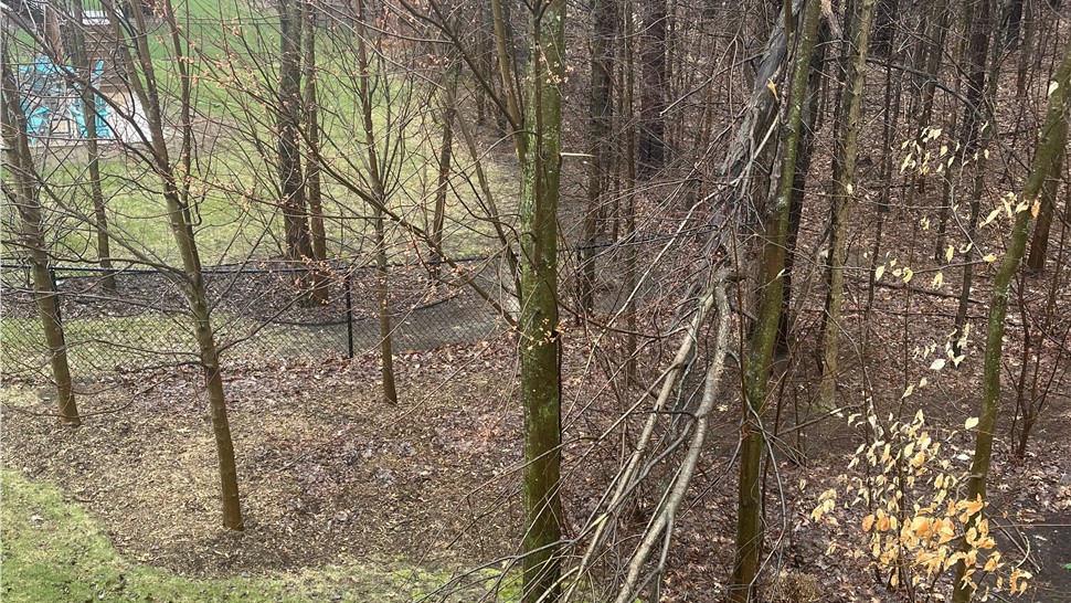 Tree Trimming Photo 71