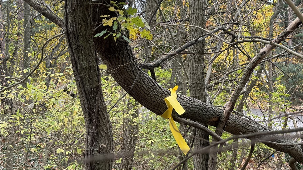 Tree Removal Photo 54