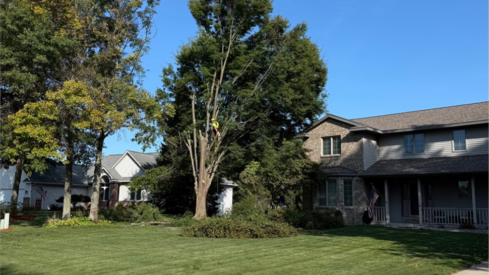 Tree Trimming Photo 39