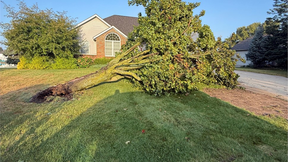 Tree Removal - Hazardous Tree Removal Photo 84
