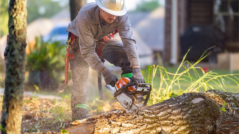 Tree Trimming - Oak Trimming Photo 5