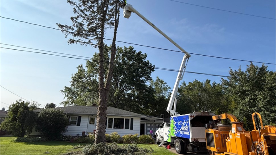 Tree Trimming Photo 34