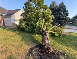 Tree Removal - Hazardous Tree Removal Photo 98
