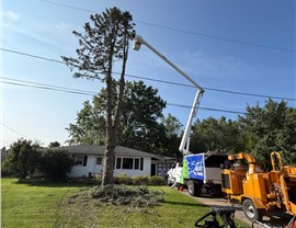 Tree Removal - Crane Removal Photo 23