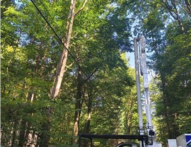 Tree Removal - Crane Removal Photo 43