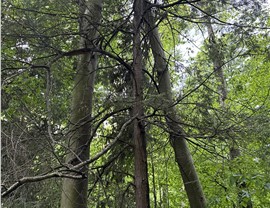 Tree Removal - Crane Removal Photo 36