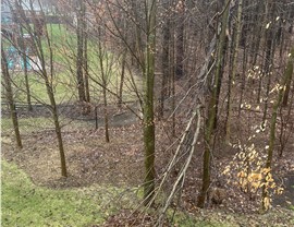 Tree Removal - Hazardous Tree Removal Photo 22