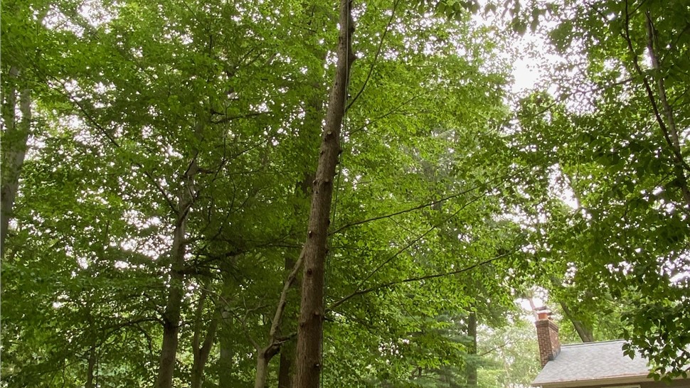 Tree Trimming Project in Holland, Michigan by Sticks Tree & Trimmings