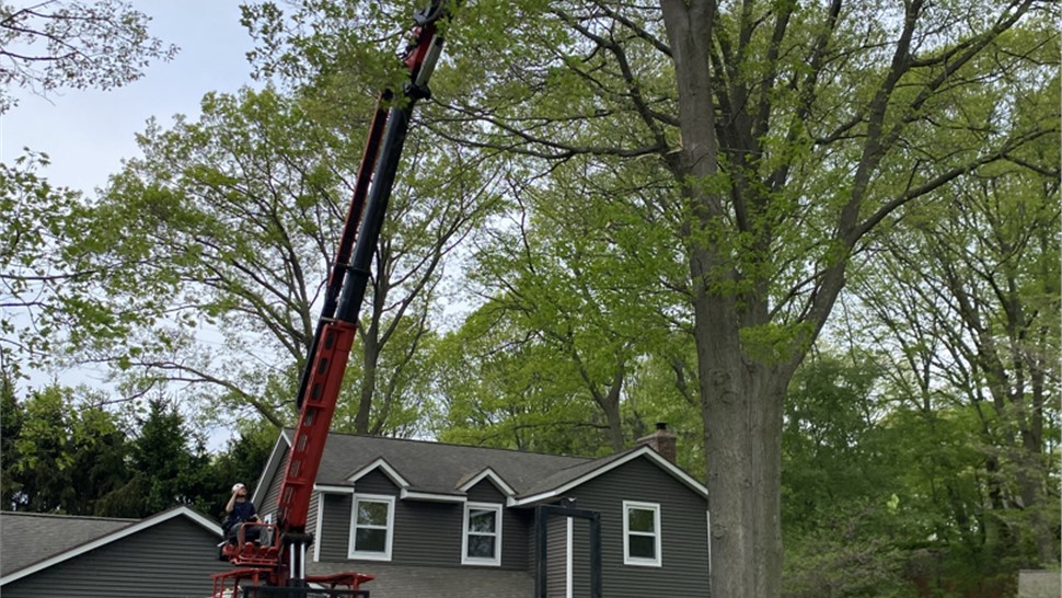 Tree Removal Project in Holland, Michigan by Sticks Tree & Trimmings
