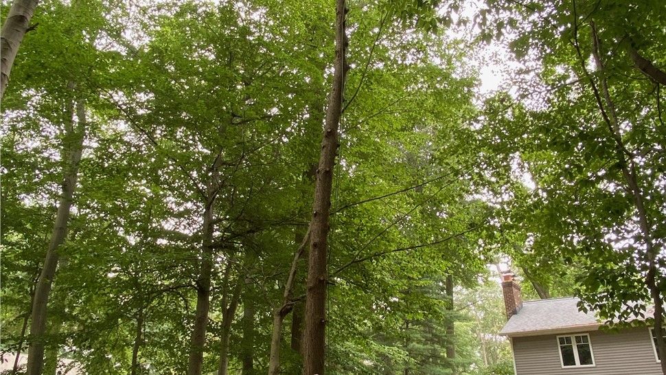 Tree Trimming Project in Holland, Michigan by Sticks Tree & Trimmings