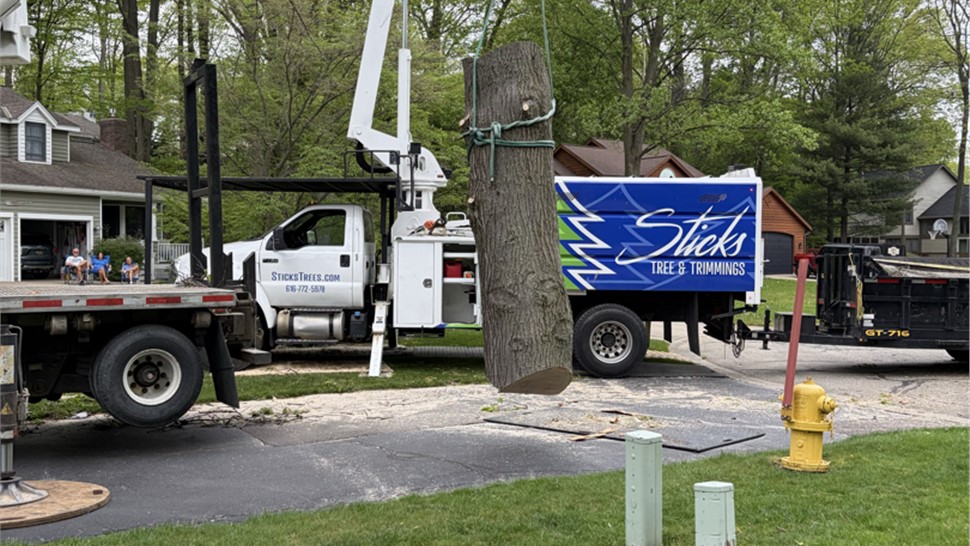 Tree Removal Project in Holland, Michigan by Sticks Tree & Trimmings