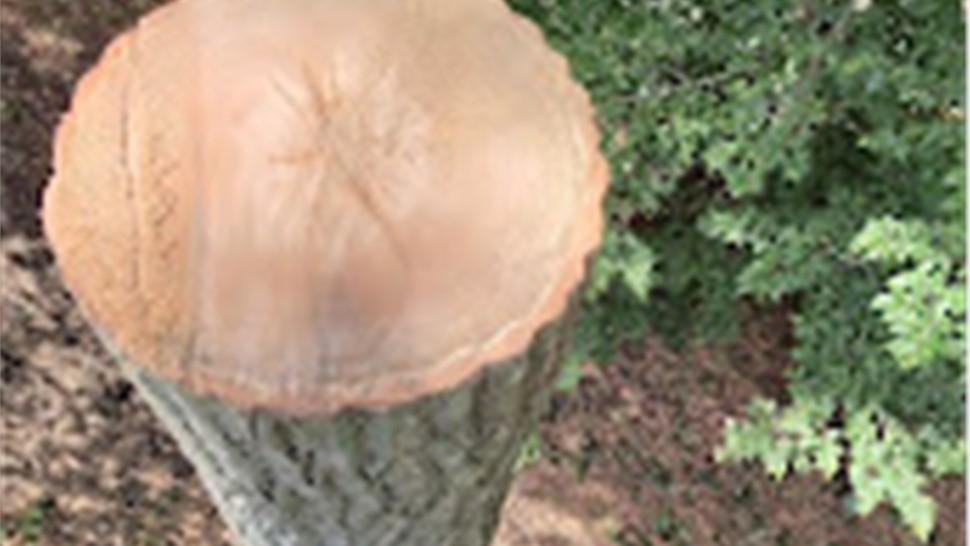 Tree Removal Project in Holland, Michigan by Sticks Tree & Trimmings
