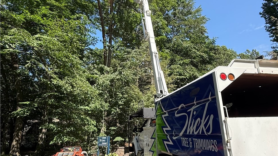 Tree Removal, Tree Trimming Project in Holland, Michigan by Sticks Tree & Trimmings