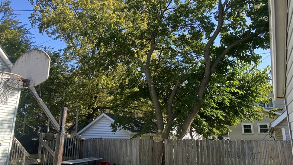 Tree Trimming Project in Holland, MI by Sticks Tree & Trimmings