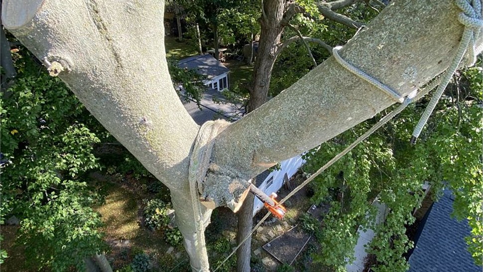 Tree Removal Project in Holland, MI by Sticks Tree & Trimmings