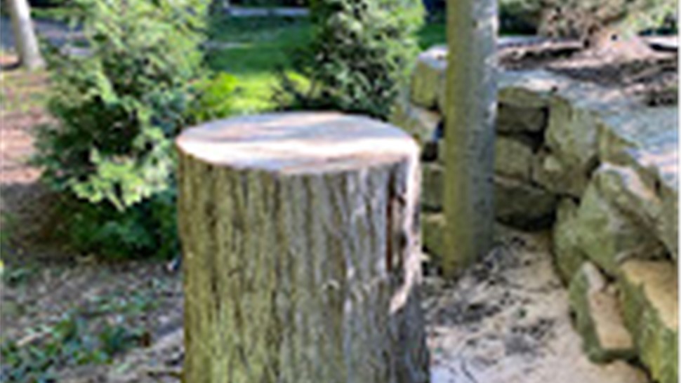 Tree Removal Project in Holland, Michigan by Sticks Tree & Trimmings