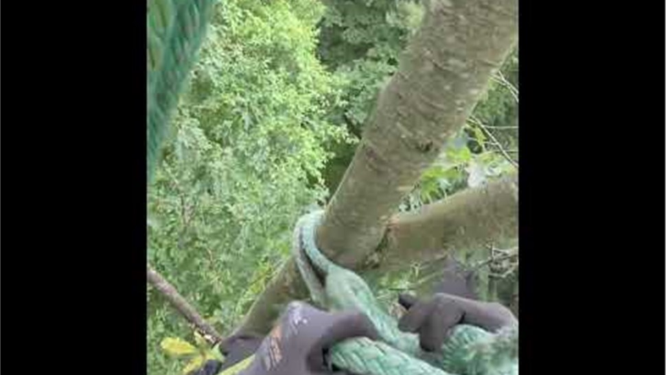 Tree Removal Project in Holland, Michigan by Sticks Tree & Trimmings