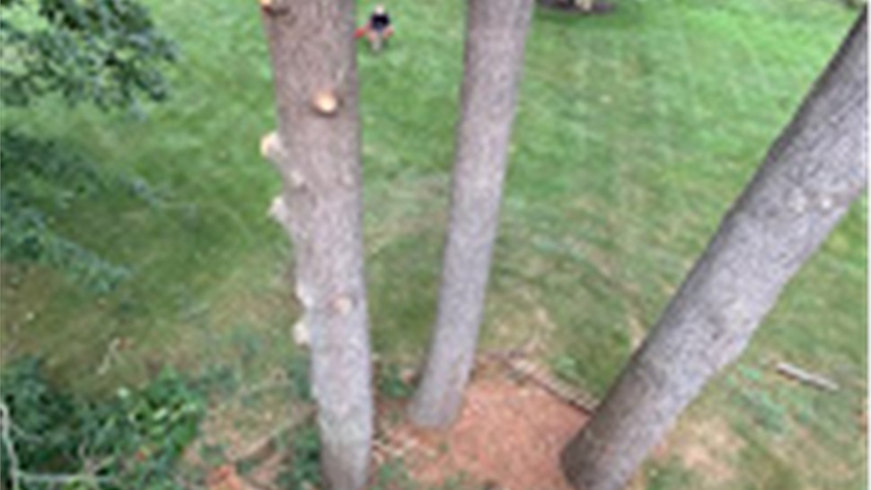 Tree Removal Project in Holland, Michigan by Sticks Tree & Trimmings