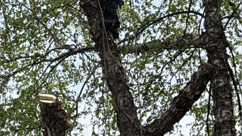 Tree Removal Project in Holland, Michigan by Sticks Tree & Trimmings